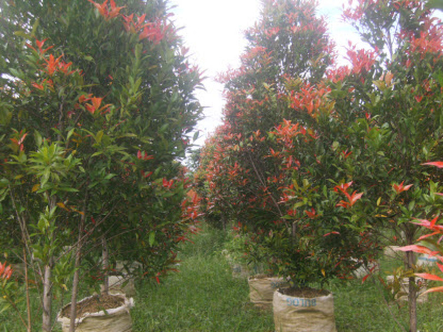 Pucuk Merah Tanaman Hias Siap Tanam Untuk Taman Landscape Garden Perumahan Villa Rumah Sakit Tanaman Hias Pucuk Merah Untuk Landscaping Gardening Pertamanan Dan Perumahan
